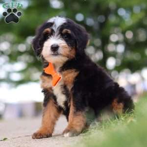 Major Tom, Mini Bernedoodle Puppy